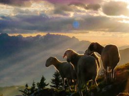 #Megachurch #IPPTV #Megakosciol